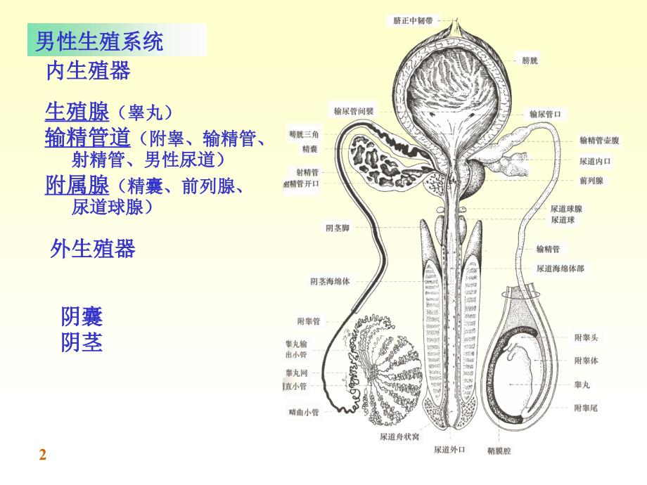 解剖学男性生殖系统PowerPoint 演示文稿_第2页