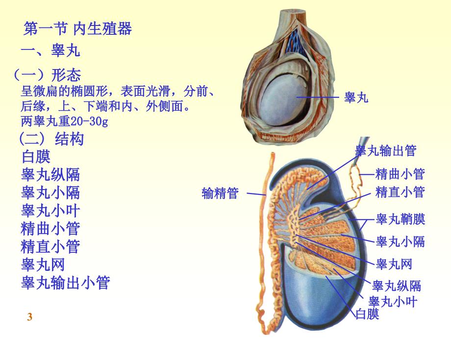 解剖学男性生殖系统PowerPoint 演示文稿_第3页