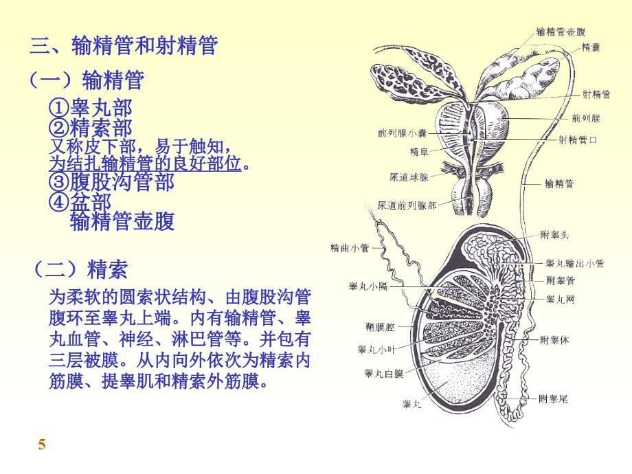 解剖学男性生殖系统PowerPoint 演示文稿_第5页