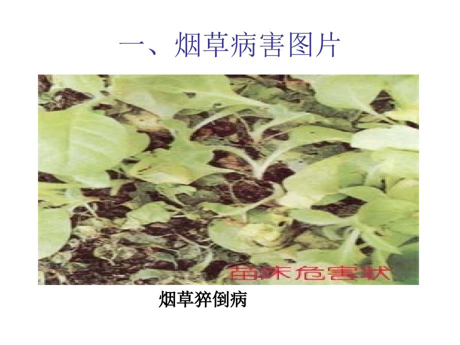 烟草病虫害图片ppt课件_第2页