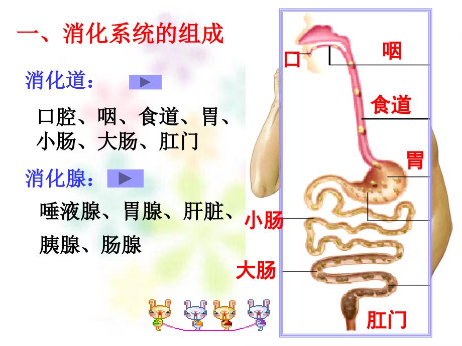 食物的消化与吸收 PP课件_第3页