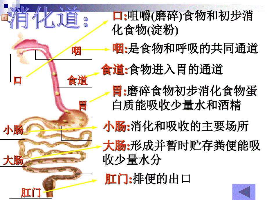 食物的消化与吸收 PP课件_第4页