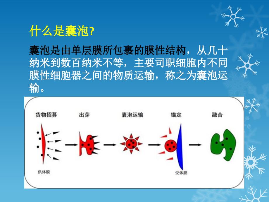 细胞生物学课件：囊泡运输调节机制_第2页