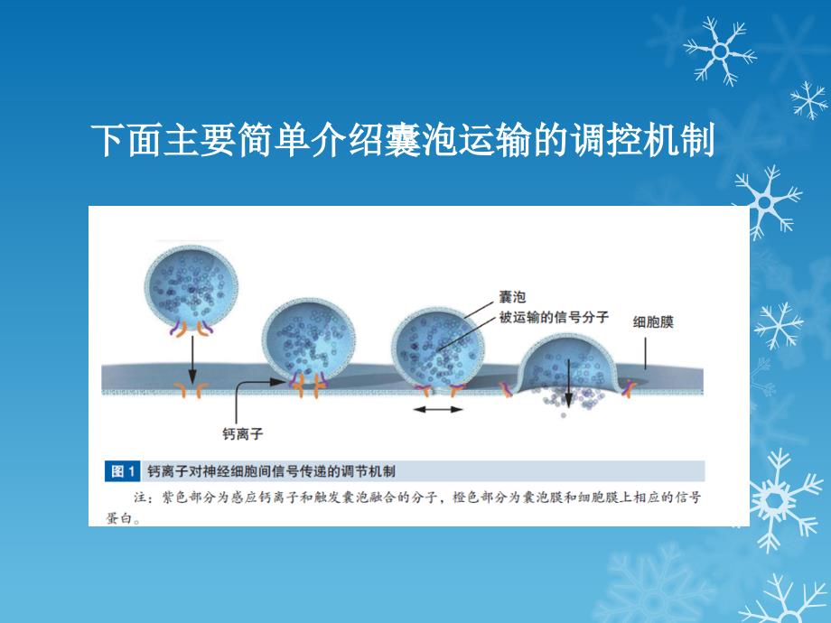 细胞生物学课件：囊泡运输调节机制_第4页