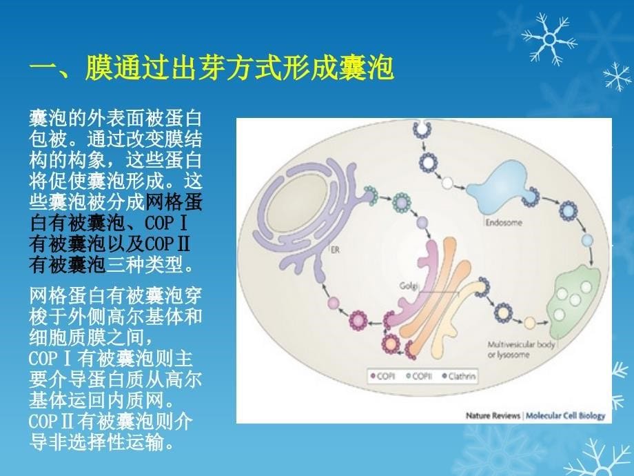 细胞生物学课件：囊泡运输调节机制_第5页