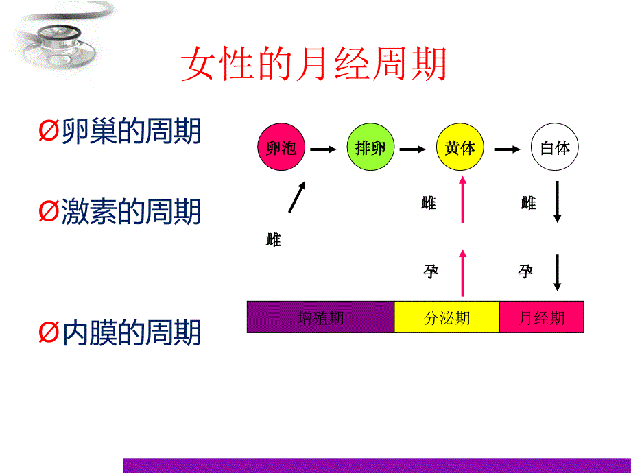 雌孕激素的协同和拮抗作用_第3页