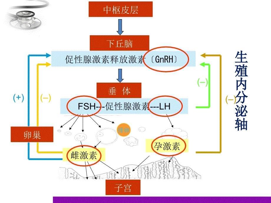 雌孕激素的协同和拮抗作用_第5页