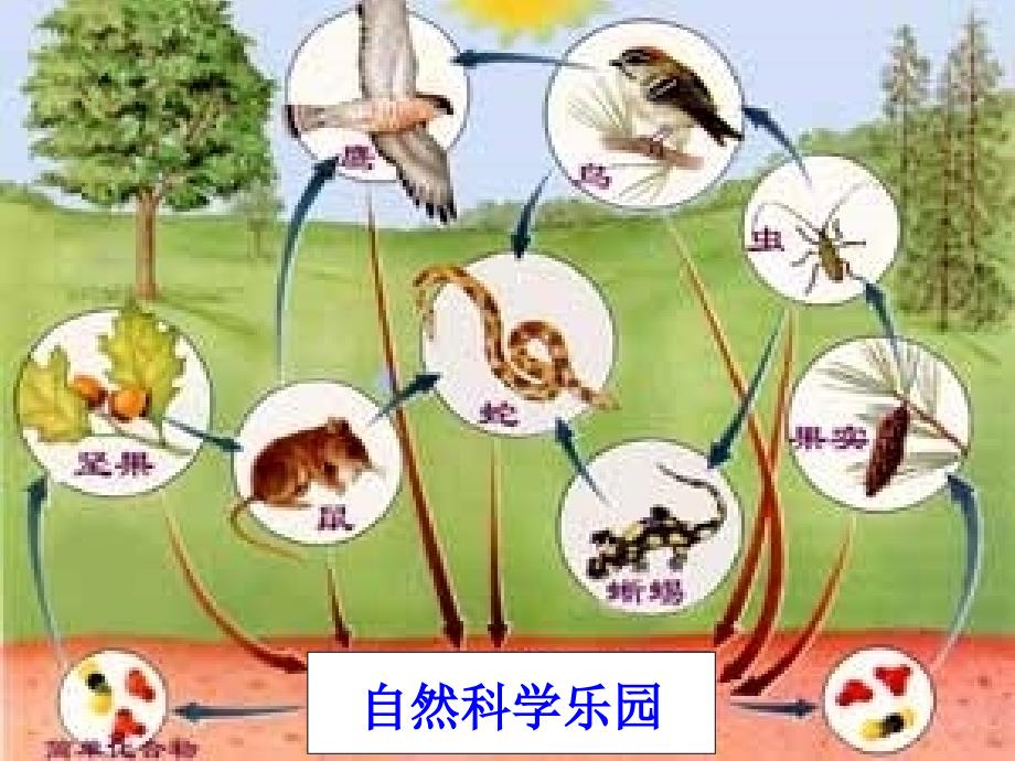 2022年五年级科学上册1.5食物链和食物网课件5教科版_第3页