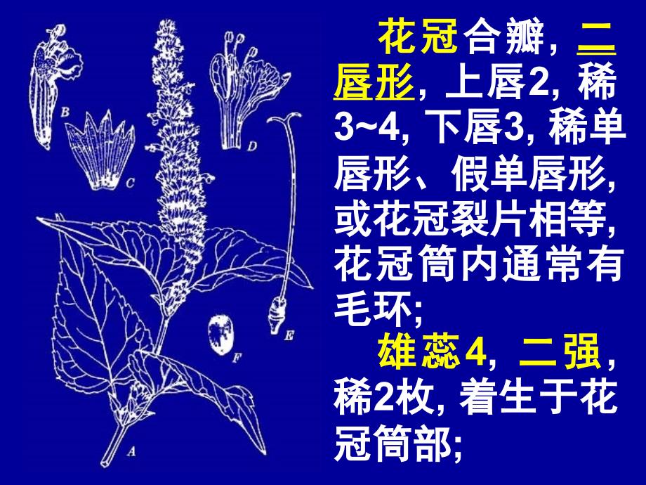 唇形科LemiaceaeLabiataeppt课件_第4页