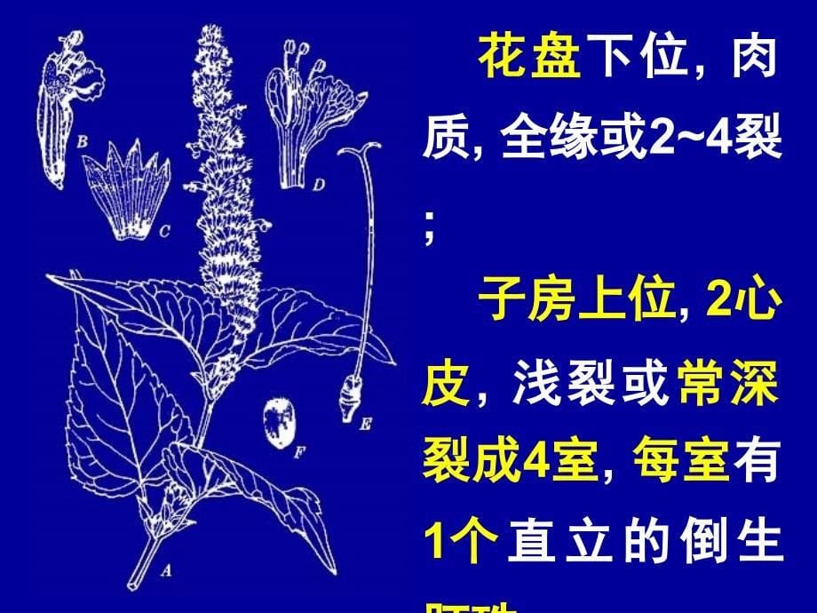 唇形科LemiaceaeLabiataeppt课件_第5页