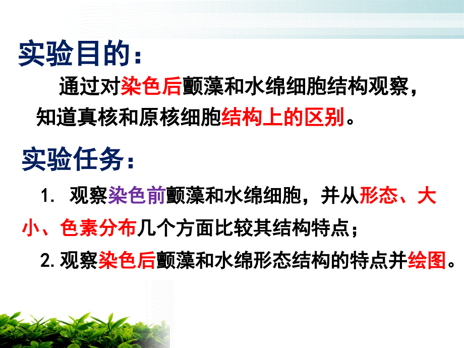 颤藻和水绵细胞的比较观察_第2页