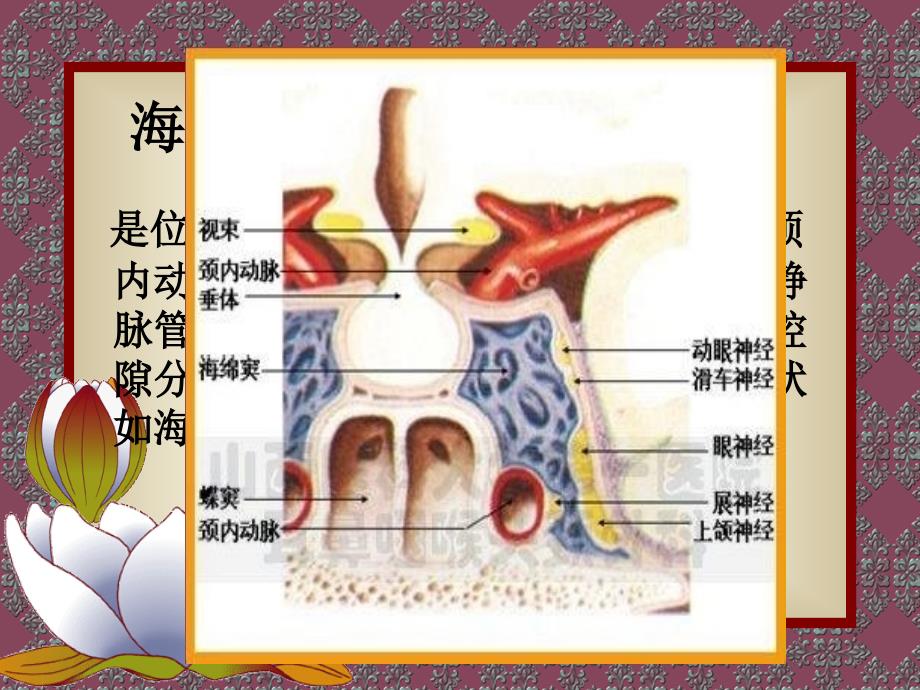 最新颈动脉海绵窦瘘PPT文档_第1页