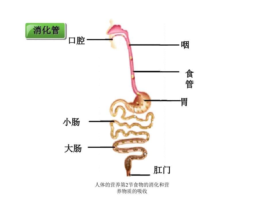 人体的营养第2节食物的消化和营养物质的吸收课件_第5页