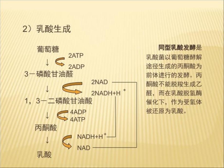 最新发酵机制56节精品课件_第4页