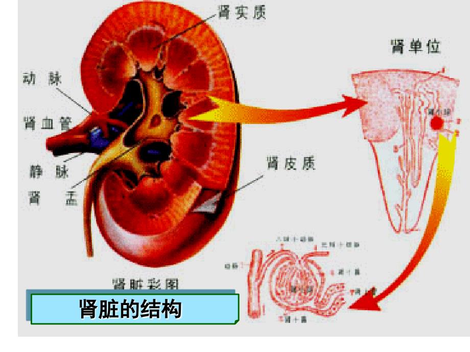 第二十二章w利尿药与脱水药名师编辑PPT课件_第3页