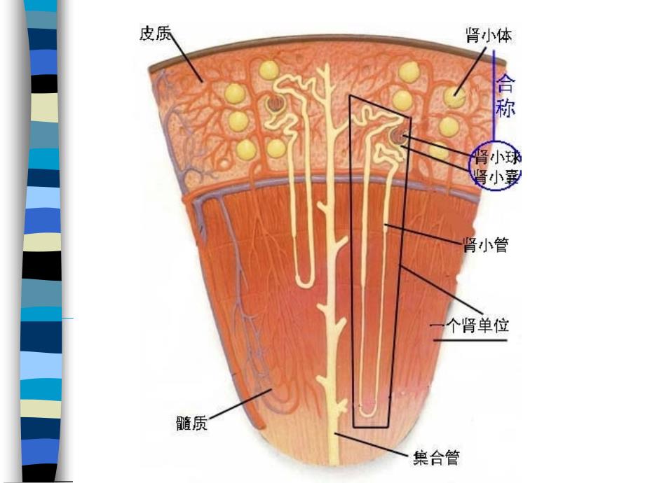 第二十二章w利尿药与脱水药名师编辑PPT课件_第4页