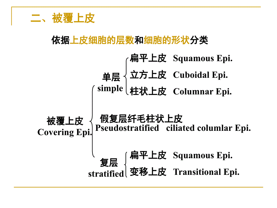 细胞和基本组织2_第4页