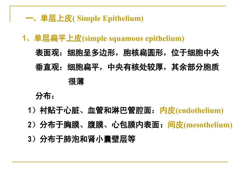 细胞和基本组织2_第5页