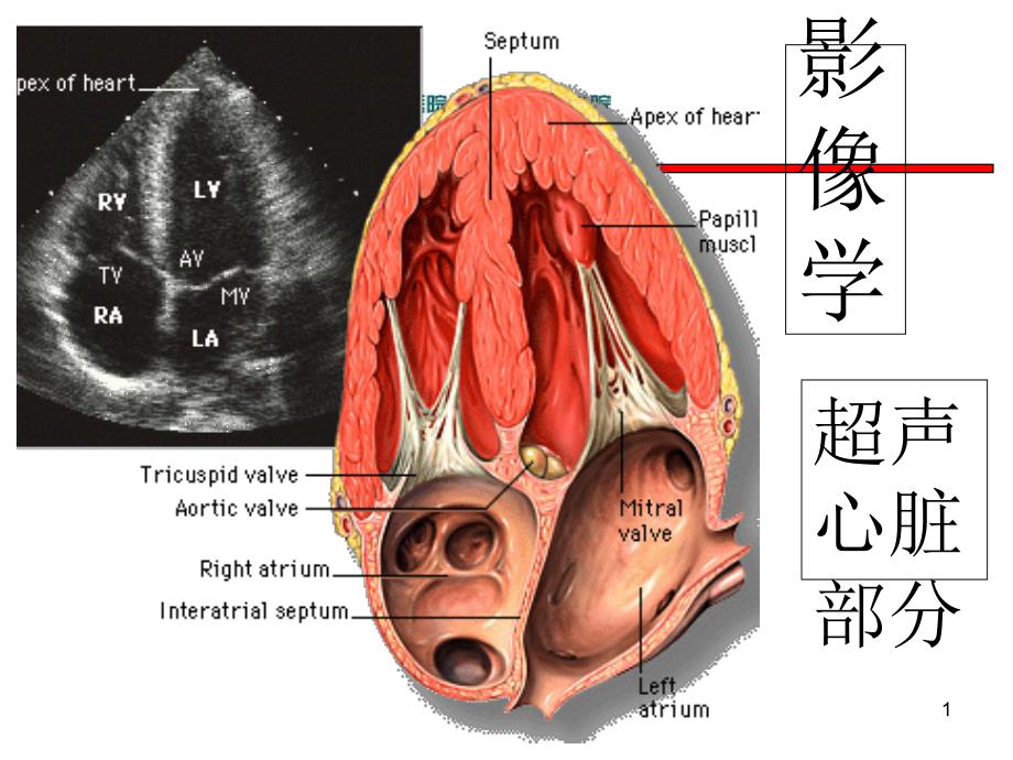 《医学影像学》课件：第二章：心超_第1页