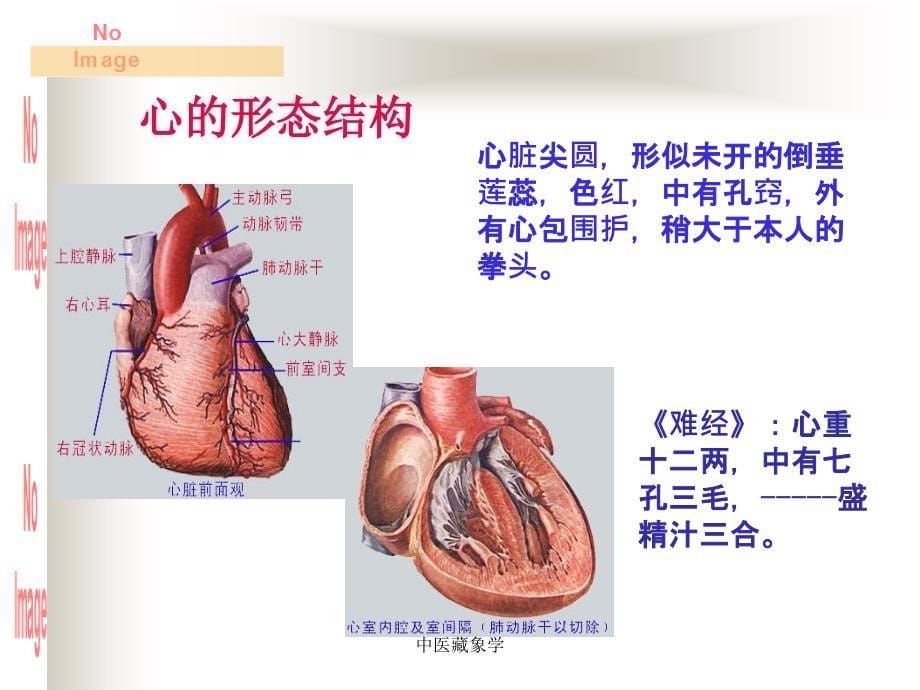 中医藏象学课件_第5页