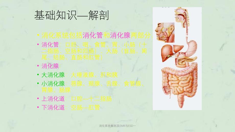 消化系统解剖及EMR与ESD一课件_第2页