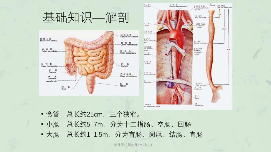 消化系统解剖及EMR与ESD一课件_第3页