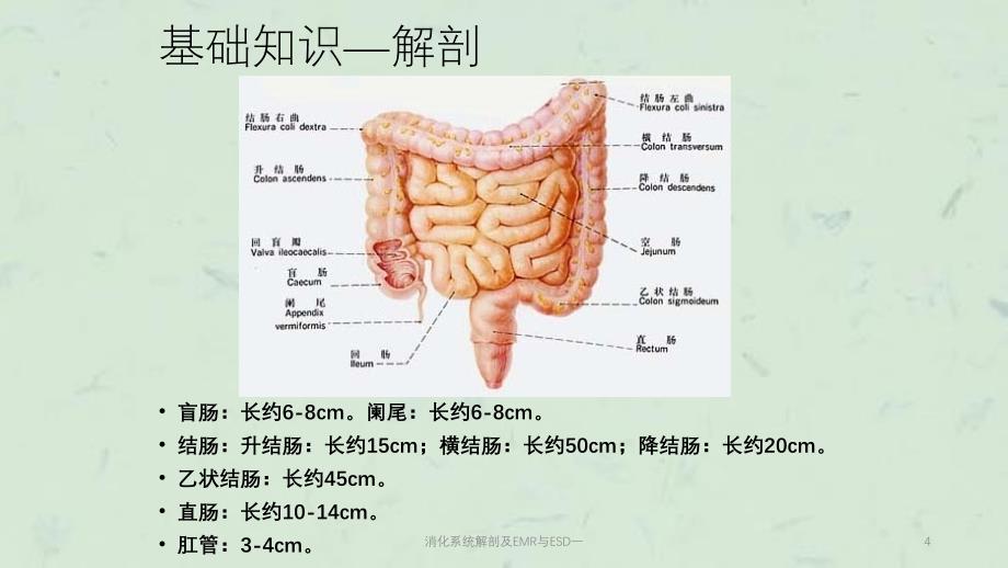 消化系统解剖及EMR与ESD一课件_第4页