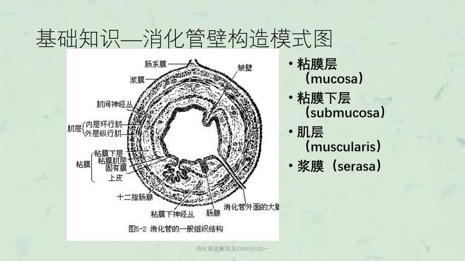 消化系统解剖及EMR与ESD一课件_第5页