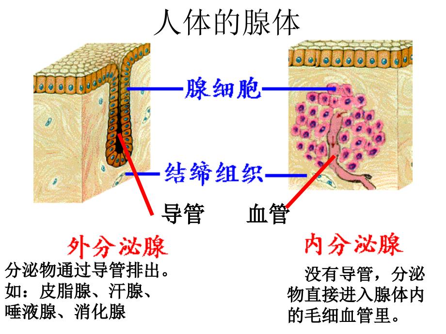 通过激素的调节_第3页