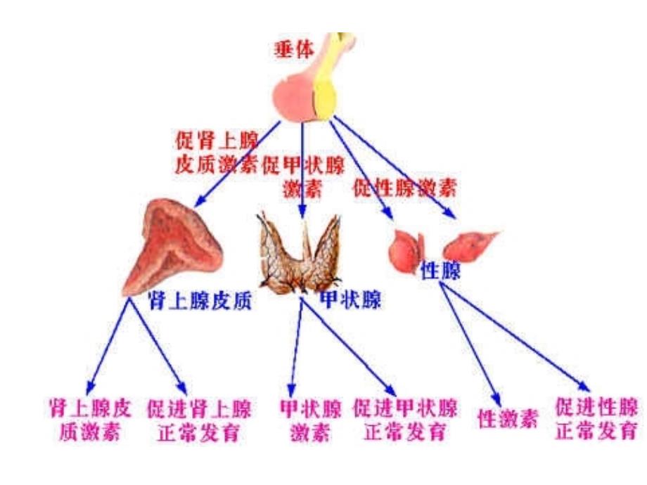 通过激素的调节_第4页