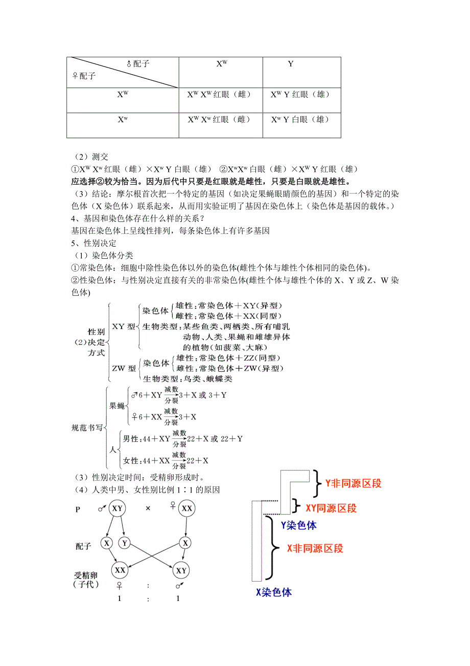 22基因在染色体上.doc_第2页