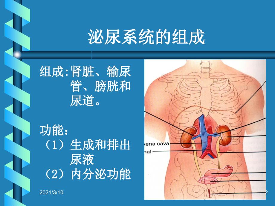 肾单位的结构_第2页