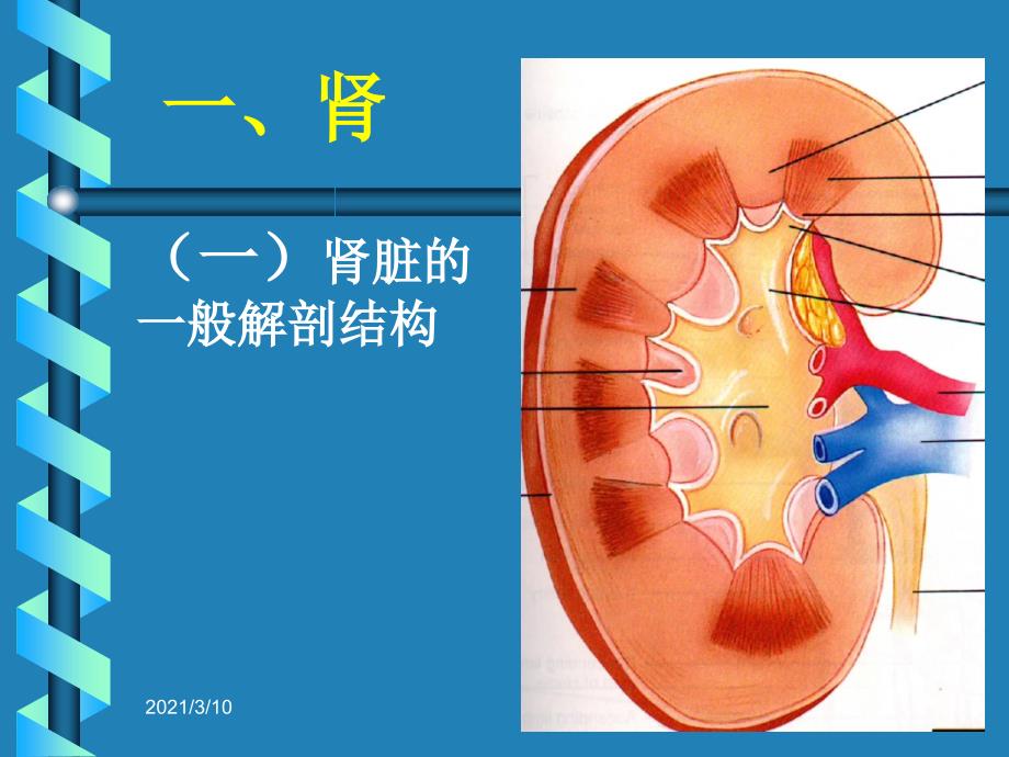 肾单位的结构_第3页