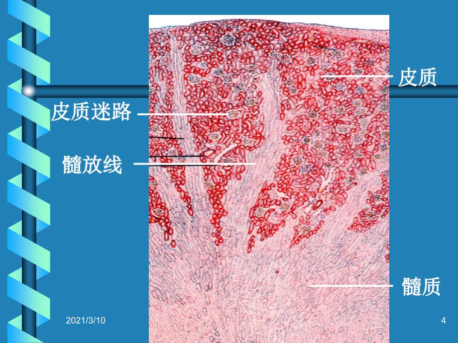 肾单位的结构_第4页
