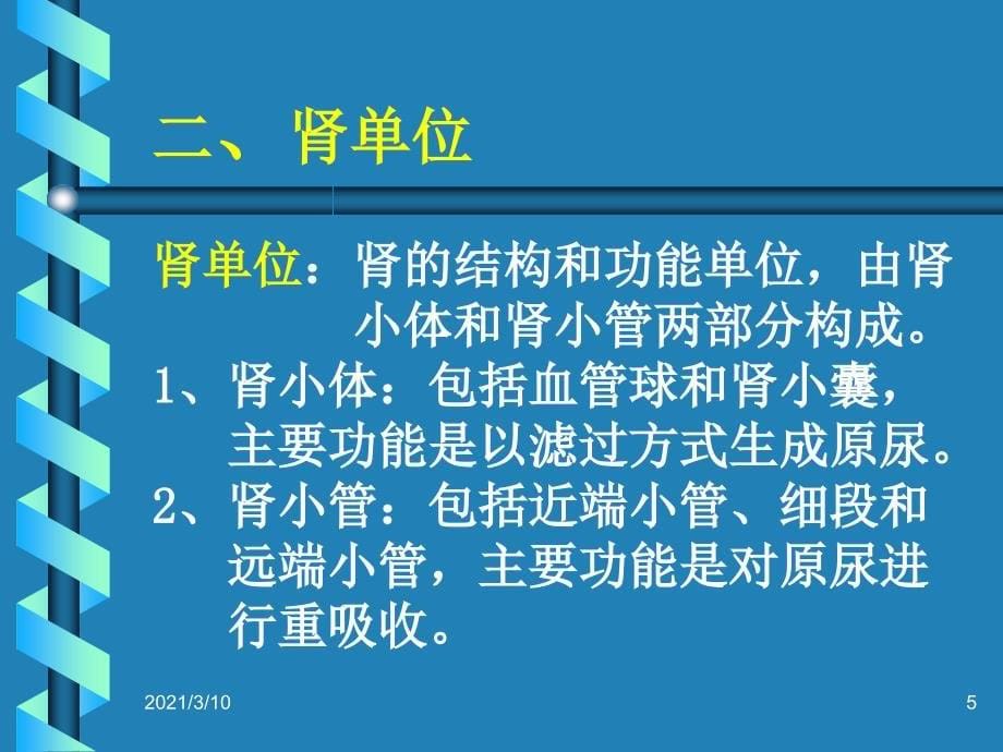 肾单位的结构_第5页