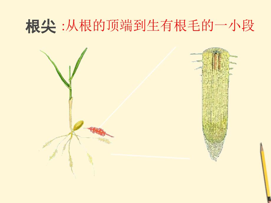 七年级生物上册《植物根的生长》课件苏教版_第4页