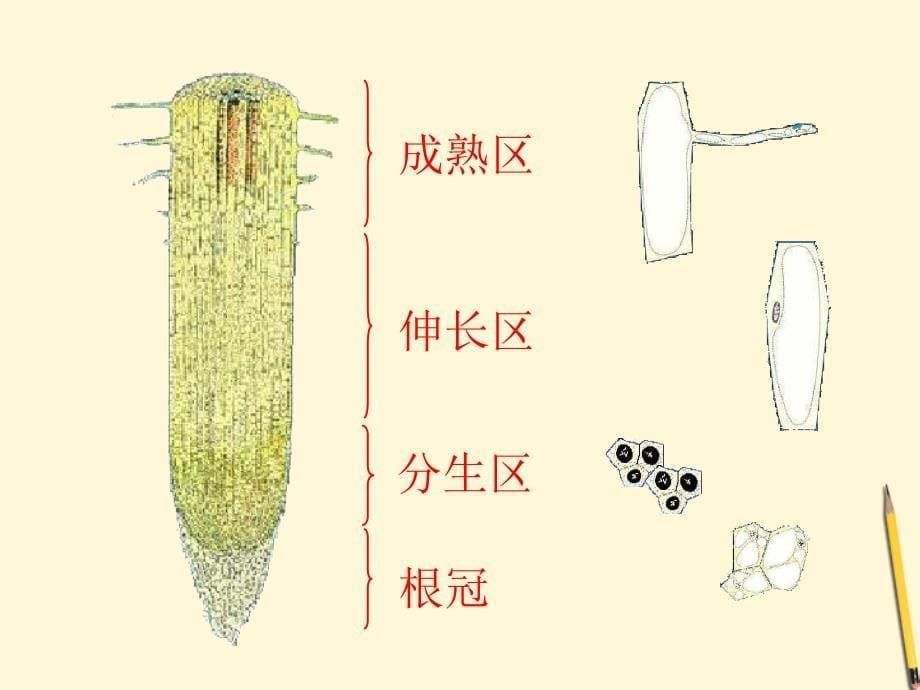 七年级生物上册《植物根的生长》课件苏教版_第5页