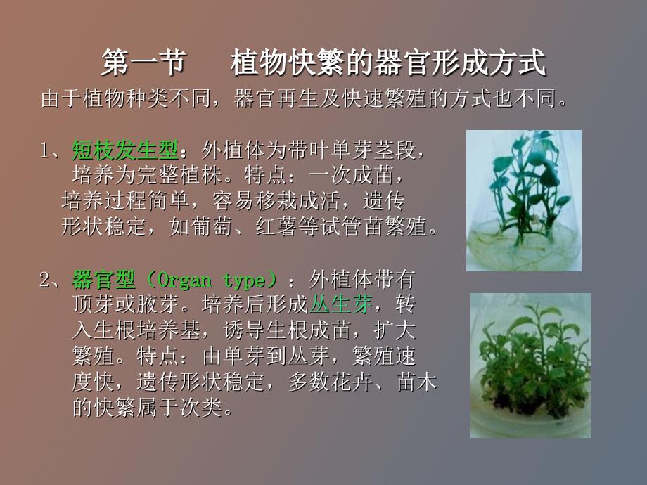 植物离体繁殖_第4页