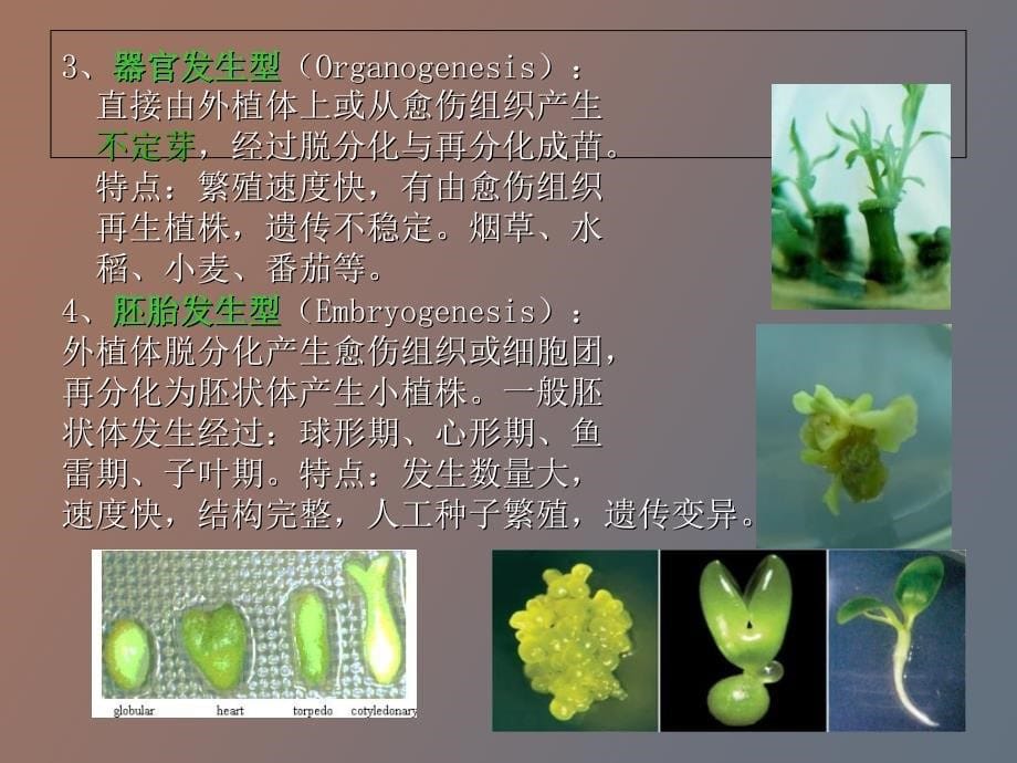 植物离体繁殖_第5页