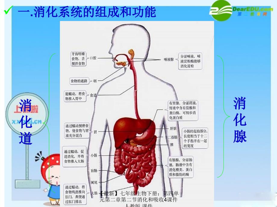 最新七年级生物下册第四单元第二章第二节消化和吸收4课件人教版课件_第2页