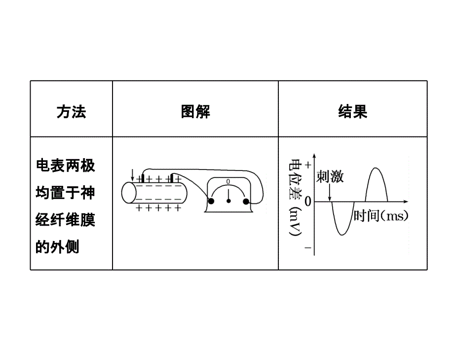 电流表指针偏转问题与兴奋传导方向的实验探究_第2页