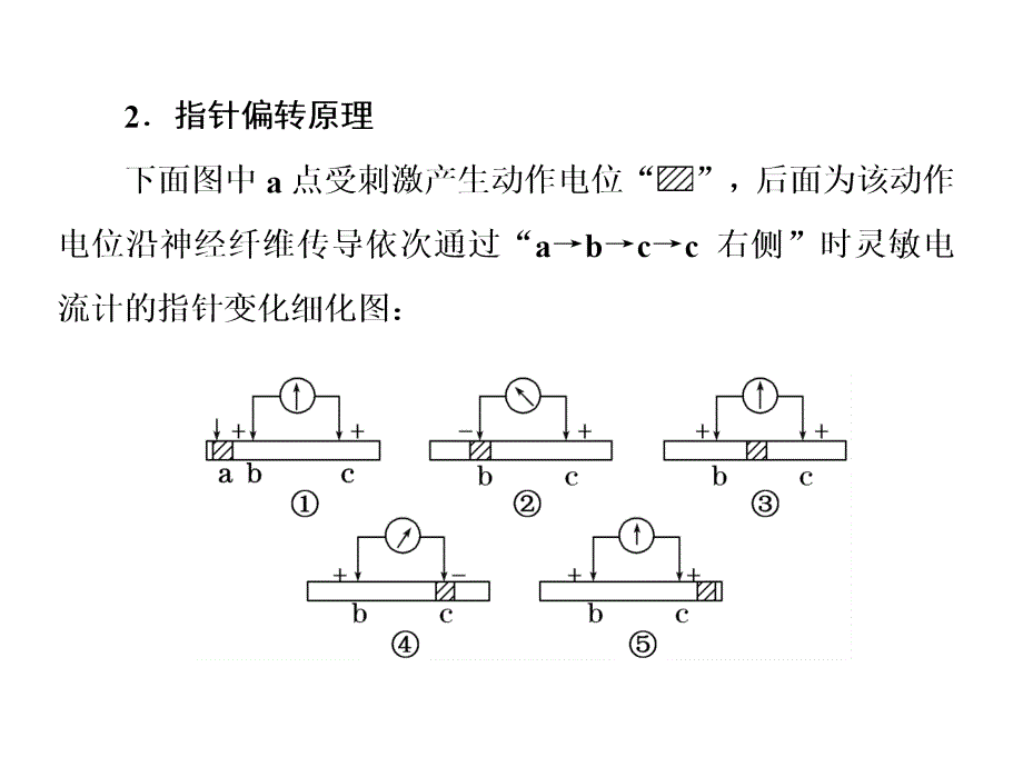 电流表指针偏转问题与兴奋传导方向的实验探究_第3页