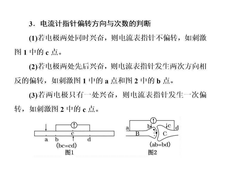 电流表指针偏转问题与兴奋传导方向的实验探究_第5页