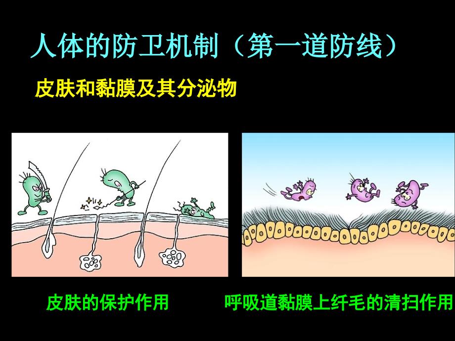 免疫调节复习综合课件_第3页