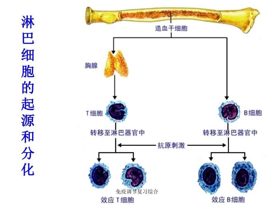 免疫调节复习综合课件_第5页