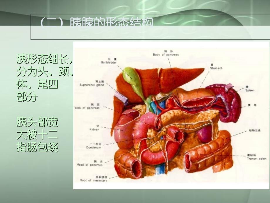 胰腺常见病变的CT诊断_第4页