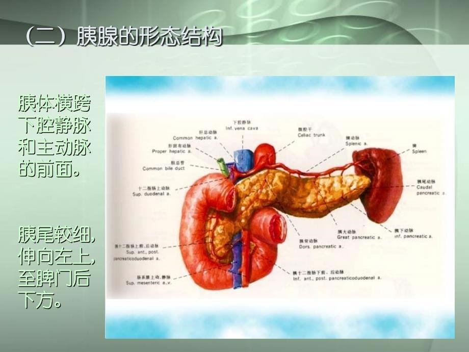 胰腺常见病变的CT诊断_第5页