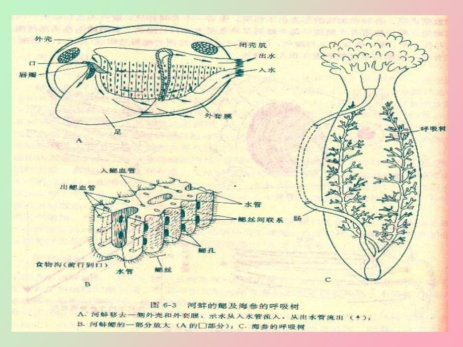 气体交换呼吸_第5页