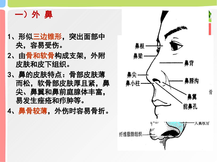 鼻解剖应用生理_第3页