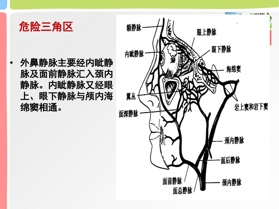 鼻解剖应用生理_第4页